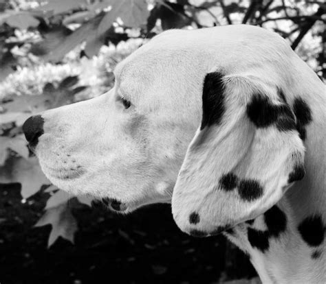 Pin by Patty Swider on ♥♥♥♥♥ Outstanding B&W♥♥♥♥♥ | Dalmatian, Animals ...