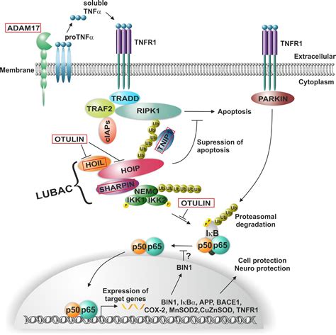 Frontiers NF κB in neurodegenerative diseases Recent evidence from