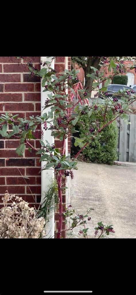 Red stem plant? : r/plantID
