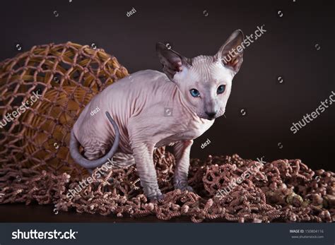 Nude Cat Sphynx Stock Photo Shutterstock
