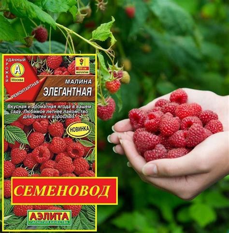 Малина Агрофирма Аэлита Лесная ягода - купить по выгодным ценам в ...