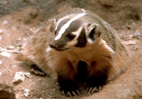 Free picture: badger, animal, meles, meles