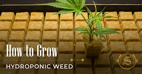 How To Grow Hydroponic Weed 8 Steps To Level Up Your Skills The