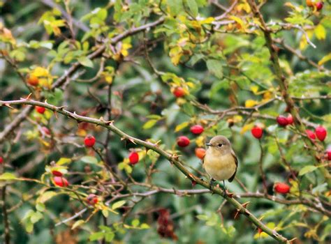 Penny S Hot Birding And Life Burnham Overy Dunes