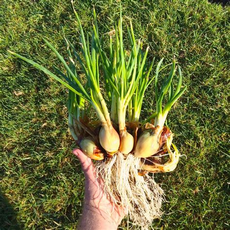 Potato Onion Allium Cepa Var Aggregatum The Cultivariable Growing