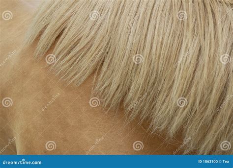 Chestnut mane stock photo. Image of carpet, hair, sorrel - 1863100