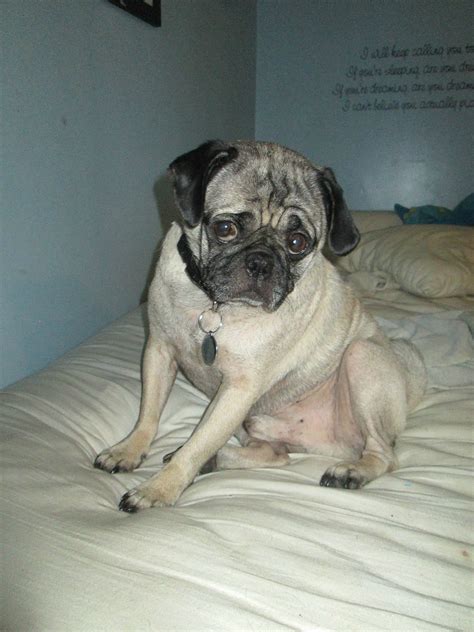 Is a pug right for me?