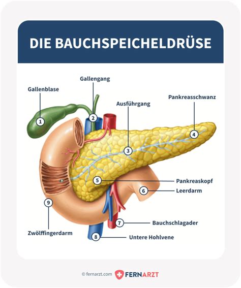 Bauchspeicheldrüse Anatomie Funktion Erkrankungen Fernarzt