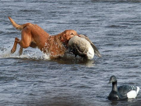 Alaska Brant Hunting - Ramsey Russell's GetDucks.com