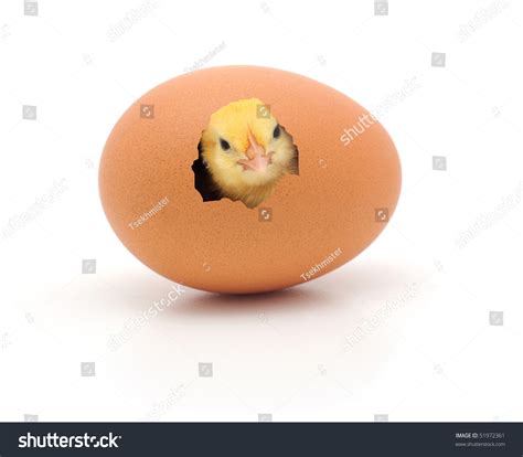 Chicken Coming Out Of A Brown Egg Stock Photo 51972361 Shutterstock