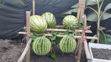 How To Grow Watermelon From Seed Growing Watermelon Hanging Hammock