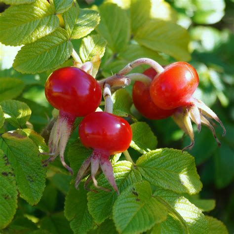 Шиповник (плоды). Экстракт – Алт-Биопродукт – Растительные экстракты