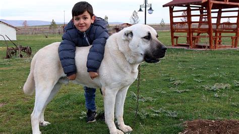 Kangal Köpeği