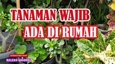 Detail Tanaman Yang Tidak Baik Ditanam Di Halaman Rumah Koleksi Nomer