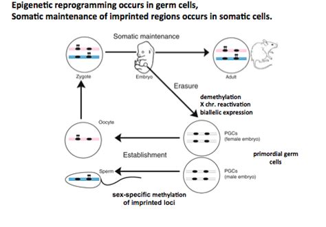 Ch Gene Regulation In Eukaryotes Flashcards Quizlet