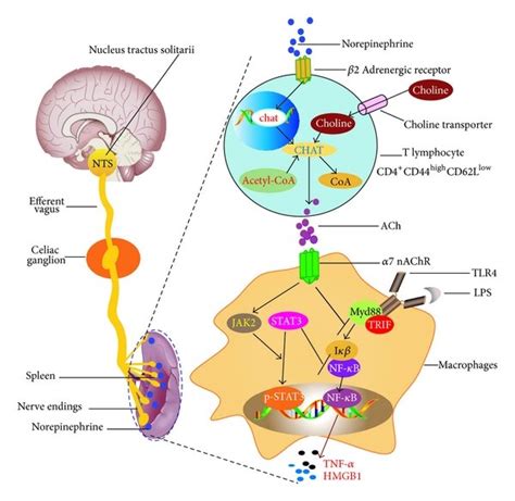 The Hypothetical Model Of Cholinergic Anti Inflammatory Pathway