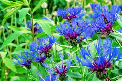 Mountain Bluet Centaurea Montana Perennial Masters