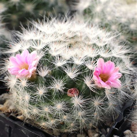 Mammillaria glassii [large] | Mountain Crest Gardens™