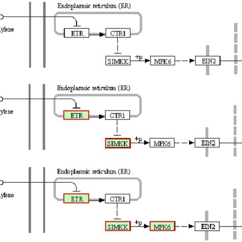 The Regulated Ethylene Signaling Transduction Based On The Enriched