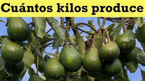 Cuantos Kilos Produce Un Rbol De Aguacate Cuantos Kilos Por A O Da