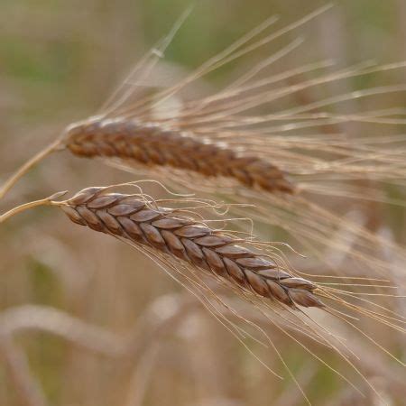 Organic Naked Barley Seed Pirona
