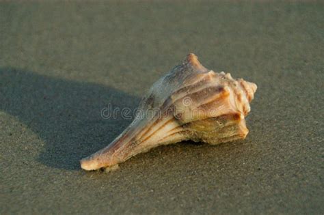 Sea Shell On The Beach In Virginia Stock Photo Image Of Shell Sunset