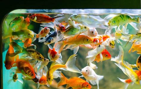 20 Best Tank Mates For Your Goldfish Fish Tank Master