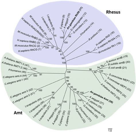 Phylogenetic Tree Of Ammonium Transporter Families Neighbor Joining