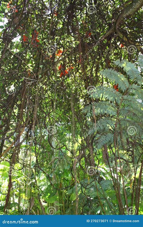 Looking Up Into The Tree Canopy In The Rainforest In Hawaii Stock Image