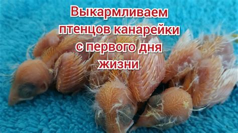 выкармливаем птенцов с первого дня жизни. чем подкармливать птенцов ...
