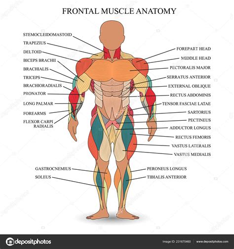 Anatomy Human Muscles Front Template Medical Tutorial Banner Vector Illustration — Stock Vector ...