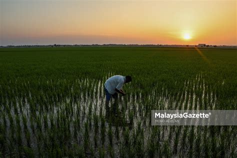 Waktu Senja Di Sekinchan 25Februari