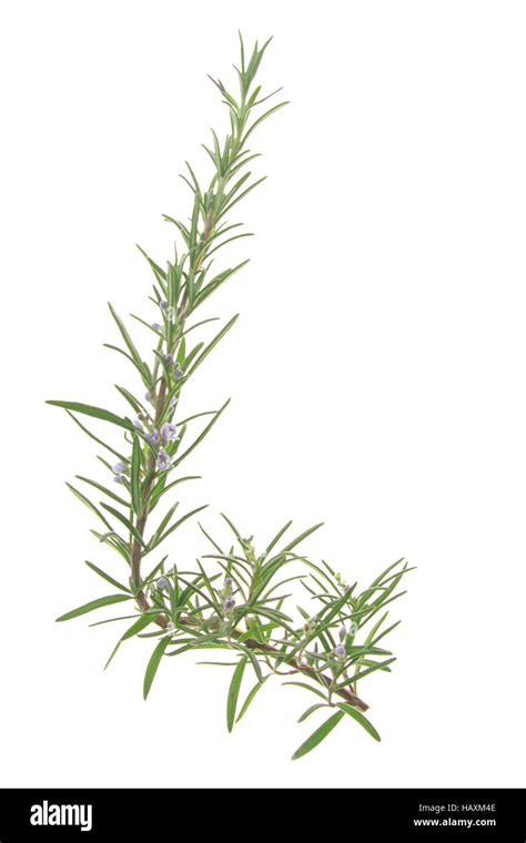 Rosmarinus Officinalis Rosemary White Flowers Hi Res Stock Photography