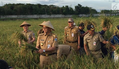 Foto Berseragam Dinas Gubernur Anies Panen Padi Di Tengah Kota Foto