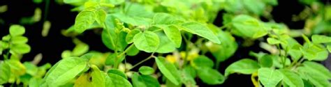Moringa oleifera: The Miracle Tree?