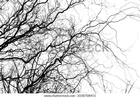 Naked Tree Branches On White Background Stock Photo 1038708415 Shutterstock