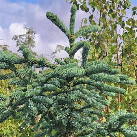 Abies Procera Rat Tail Urban Jungle Plant Nursery