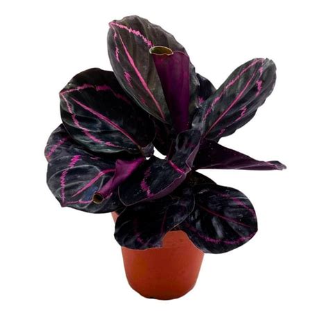 bubbleblooms  calathea dottie black rose roseopicta    pot