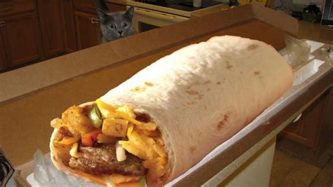 Есть легенда, что шаурму готовят из кошек. Скоро эту версию можно будет ...