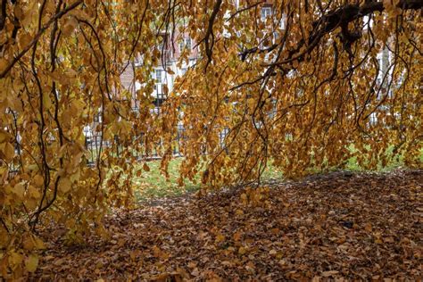 Willow tree leaves stock image. Image of woods, landscape - 263370277