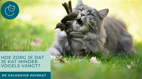 Hoe Zorg Je Dat Je Kat Minder Vogels Vangt De Gelukkige Huiskat