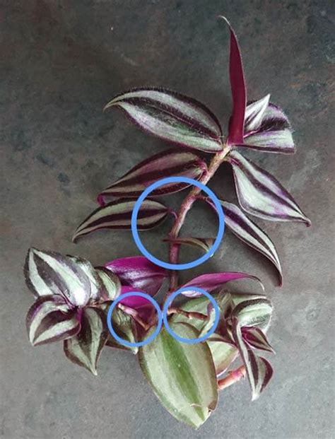 Wandering Jew Plant Inch Plant Tradescantia Zebrina Zebrina