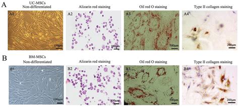 Detection Of The Differentiation Potential Of A Uc Mscs And B