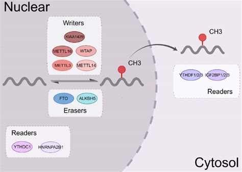 The Biological Functions Of M 6 A Regulators M 6 A Modifying Enzymes