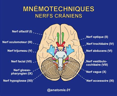 Mnémotechniques nerfs crâniens anatomie Anatomy Study tips Medicine