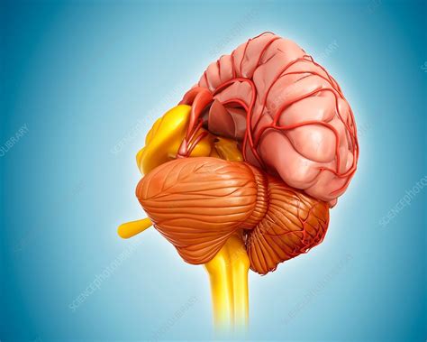 Human Brain Anatomy And Arteries Illustration Stock Image F017