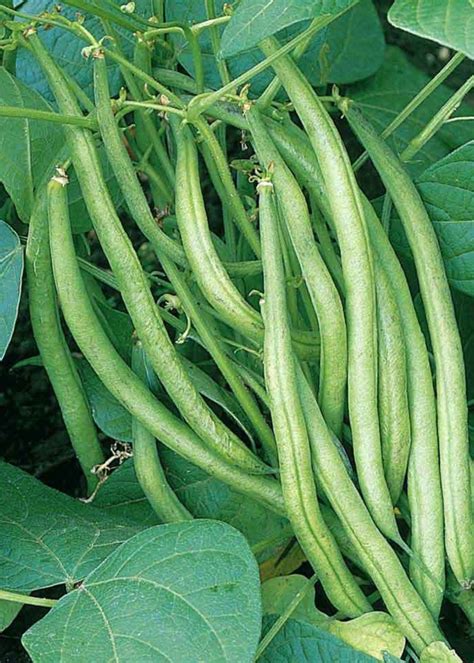 Unwins French Bean Dwarf Delinel Clocks Home And Garden