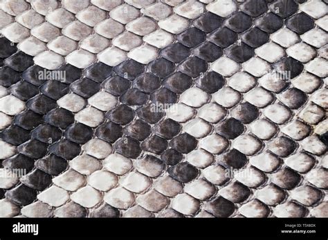 Structure Natural Snake Skin Pattern Piton Skin Background Python