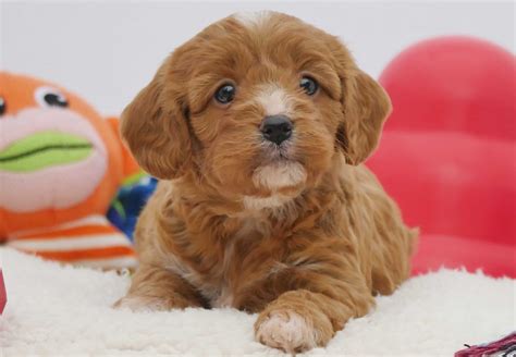 Cavoodle Puppies For Sale Chevromist Kennels Puppies Australia