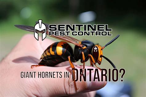 The Arrival Of Giant Hornets To Canada Are They In Ontario